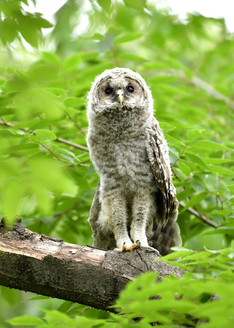 フクロウのヒナ0605