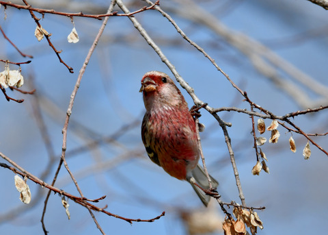 ベニマシコ♂3064