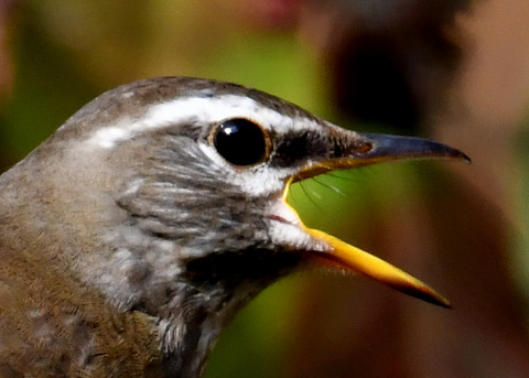 マミチャジナイ0880-01