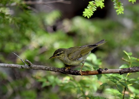 メボソムシクイ9191