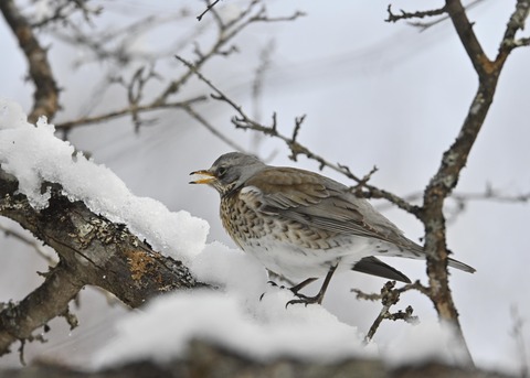ノハラツグミ1294○