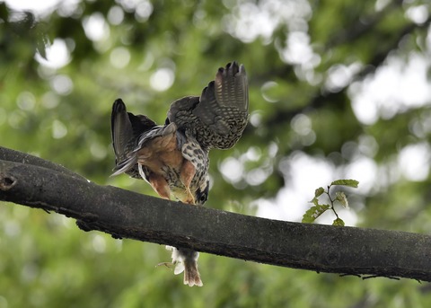 チゴハヤブサ3290