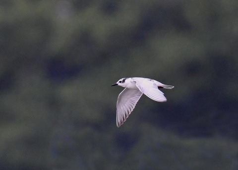 クロハラアジサシ2762