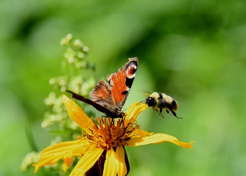 クジャクチョウ1525