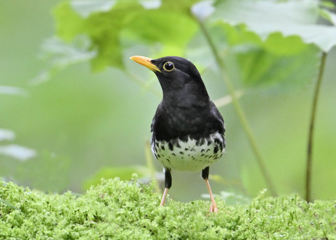 クロツグミ♂4290