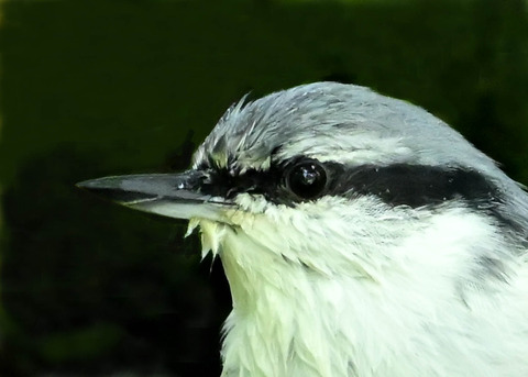 ゴジュウカラ1000