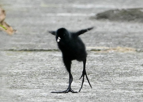 ヒクイナのヒナ4279