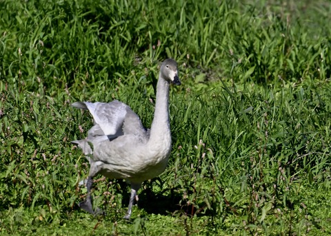 オオハクチョウ幼鳥羽広げ2999