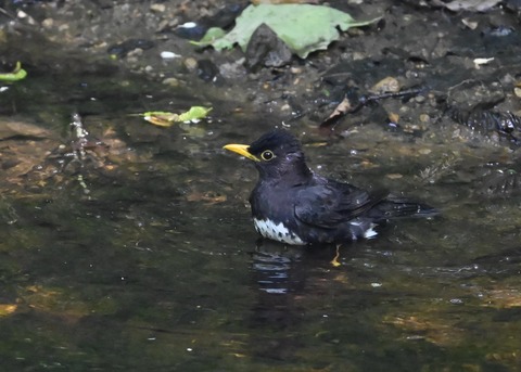 クロツグミ♂4482