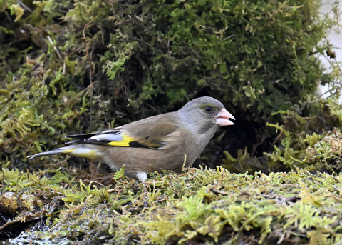 オオカワラヒワ7710