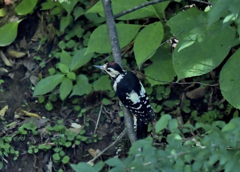 アカゲラ♂8368