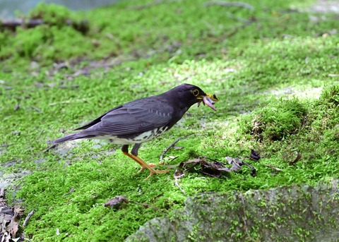 クロツグミ♂8301