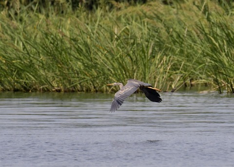 ムラサキサギ6641