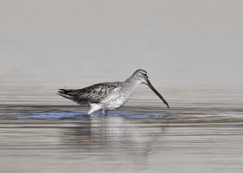 オオハシシギ6214