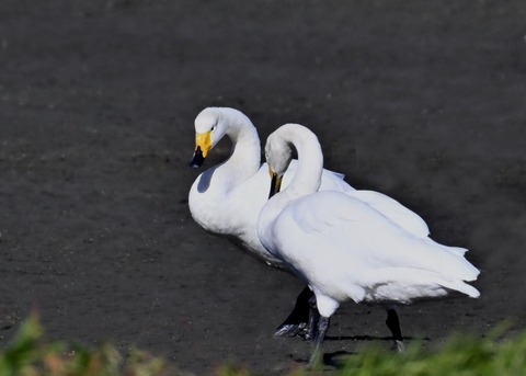 オオハクチョウ2276