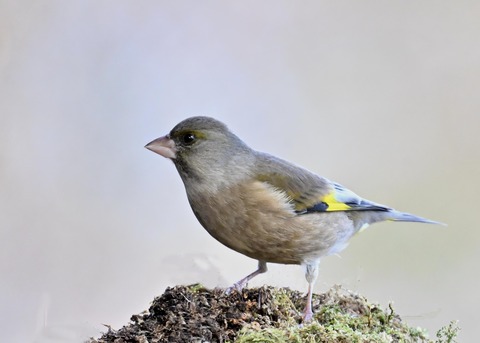 オオカワラヒワ7713