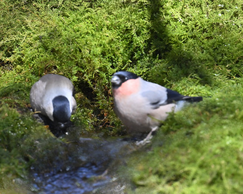 アカウソ♂・♀2507