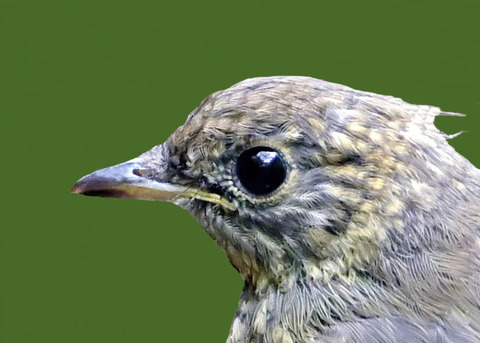 オオルリ♀幼鳥0000