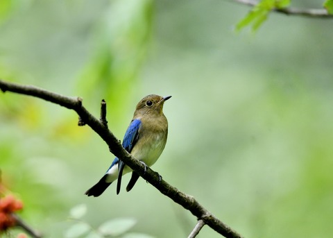 オオルリ♂若鳥0647