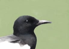 ハジロクロハラアジサシ0000