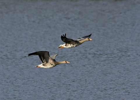 マガン7880
