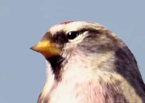 ベニヒワ♂3000