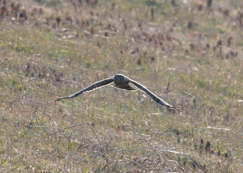 ハイイロチュウヒ♀4020
