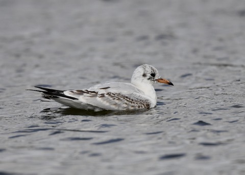 ユリカモメ幼鳥2087