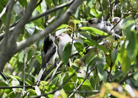 エナガのヒナ4223