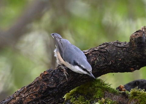 ゴジュウカラ4104