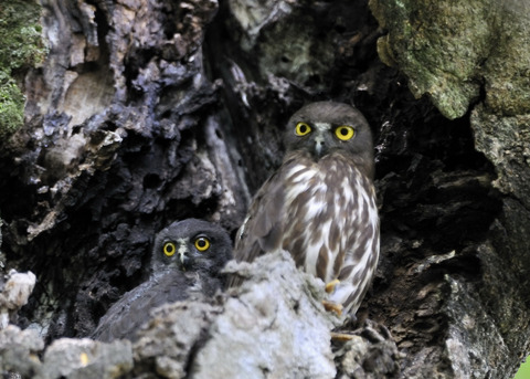 アオバズクのヒナ8175
