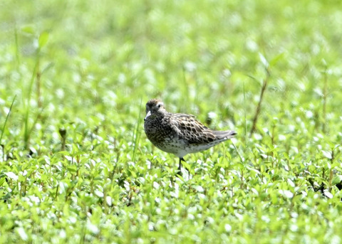 ウズラシギ夏羽後期0018