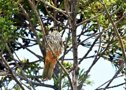 チゴハヤブサ0739