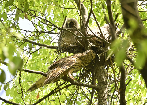 トラフズク♀2687