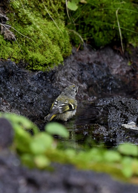 キクイタダキ幼鳥2841
