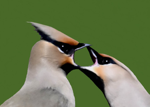 キレンジャク5000