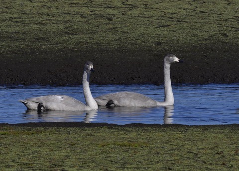 オオハクチョウ幼鳥7806