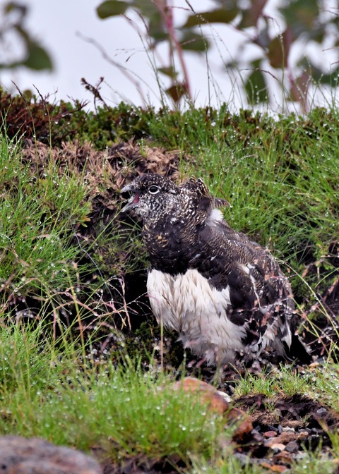 ライチョウ夏羽♂3381