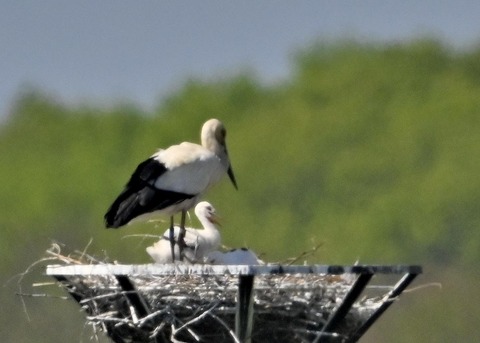 コウノトリ7166