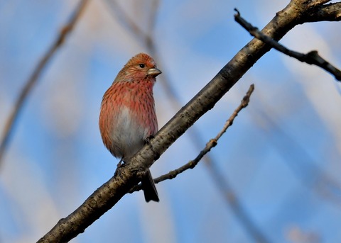 オオマシコ♀5568