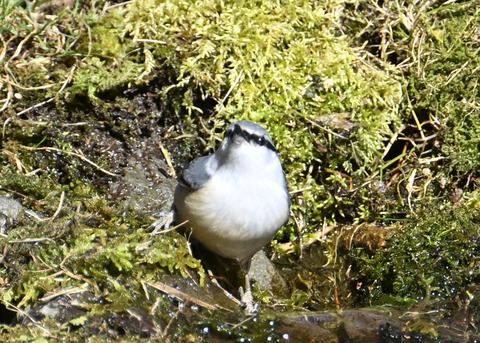 ゴジュウカラ7629