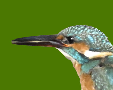 カワセミ♂2000