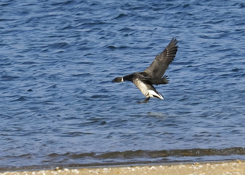 飛ぶ・コクガン0932