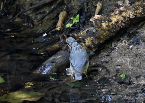 ゴジュウカラ1027