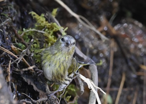 マヒワメ♀6495