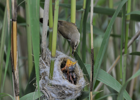 オオヨシキリのひな6279◎