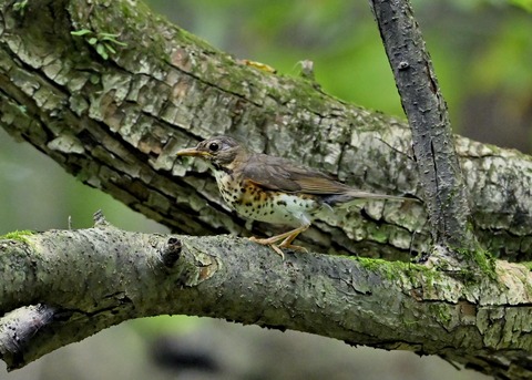 クロツグミ♀幼鳥4784