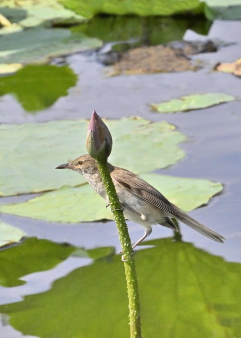 オオヨシキリ4042