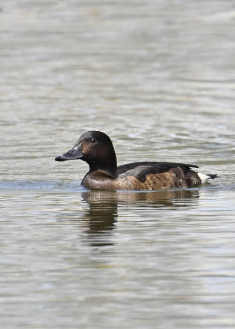 アカハジロ♀3676