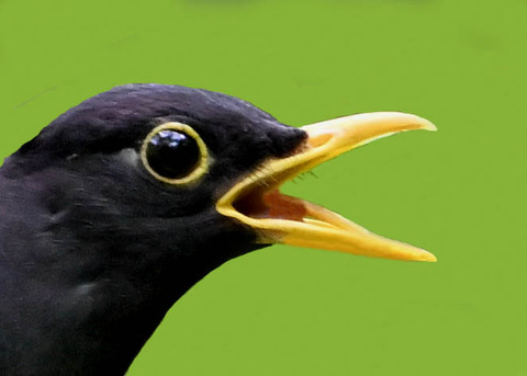 クロツグミ♂3001